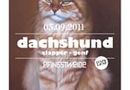 Lust & Laune mit Dachshund